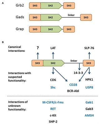 Bridging the Gap: Modulatory Roles of the Grb2-Family Adaptor, Gads, in Cellular and Allergic Immune Responses